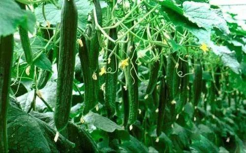 今日吃瓜必吃大瓜首页,大瓜盘点，揭秘娱乐圈最新热点事件